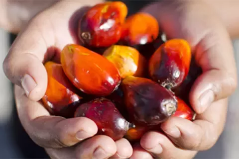 nestle за снабдяване на палмово масло