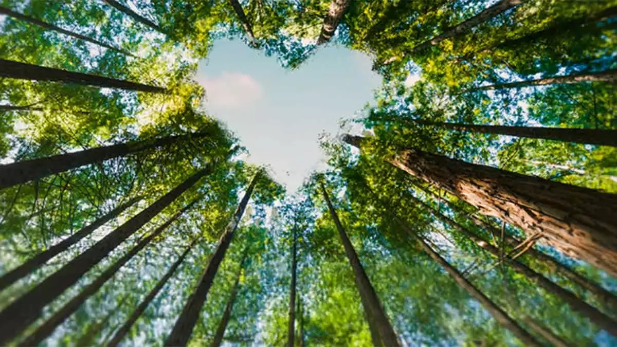 forest
