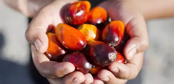 responsible palm oil sourcing